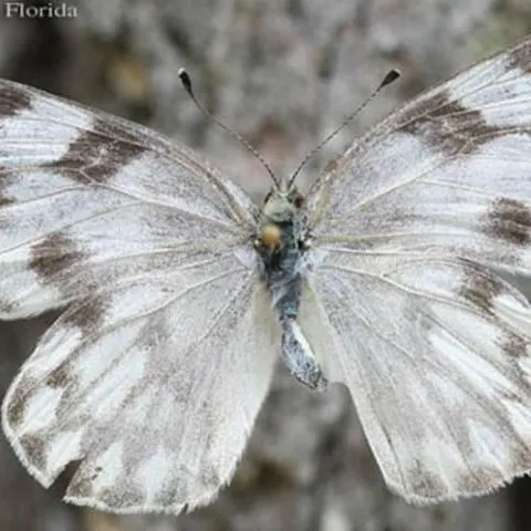 thumbnail for publication: Southern Cabbageworm (larva), Checkered White (adult) Pontia (=Pieris) protodice (Boisduval & Leconte) (Insecta: Lepidoptera: Pieridae: Pierinae)
